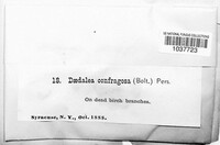 Daedaleopsis confragosa image